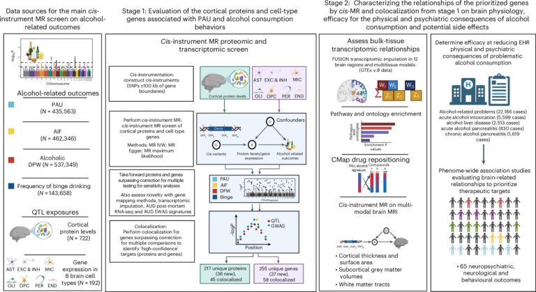 Les gènes et les protéines liés à différents types de troubles liés à la consommation d’alcool pourraient fournir de nouvelles cibles thérapeutiques