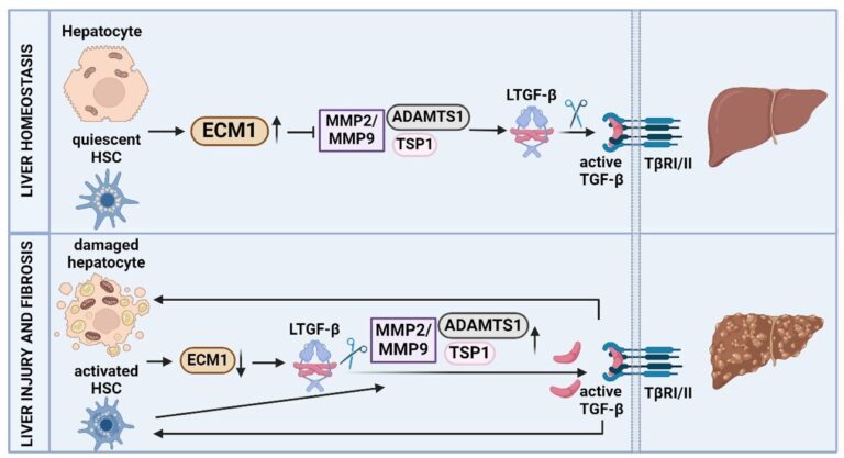 La découverte du mécanisme de la fibrose hépatique présente une cible possible pour de nouveaux traitements