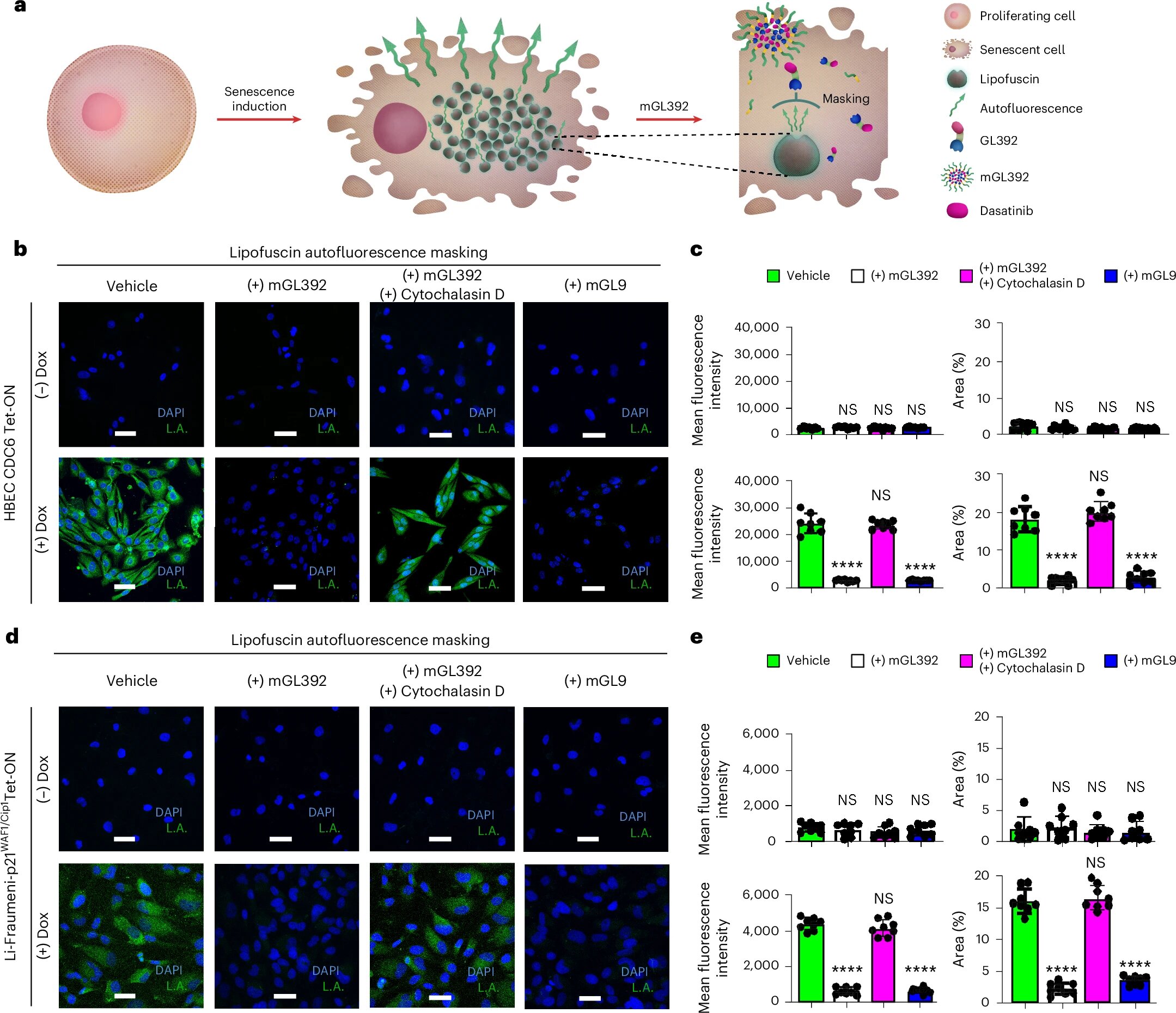 La plate-forme ouvre la voie à de nouveaux traitements contre les maladies liées à l'âge