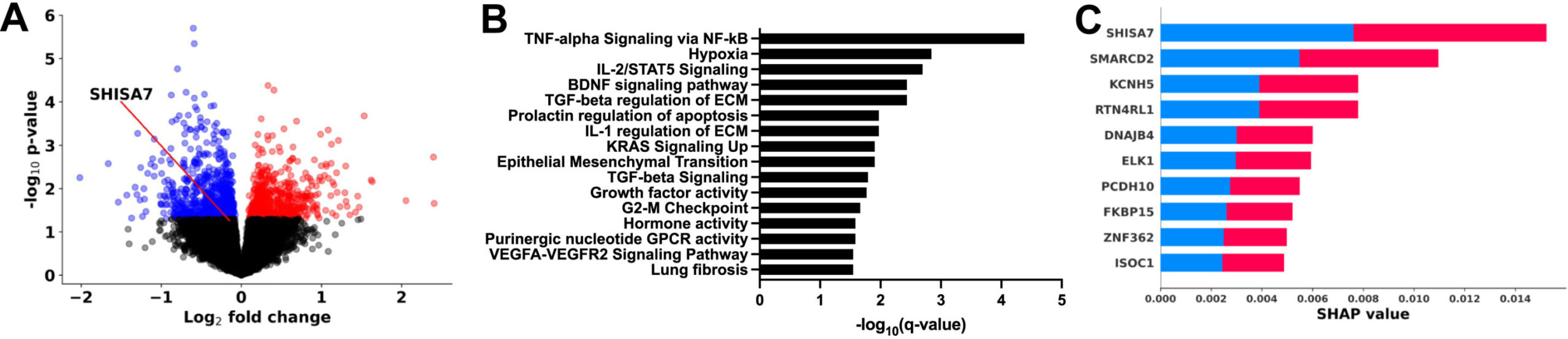 L'étude identifie le gène Shisa7 comme un moteur clé de la dépendance à l'héroïne