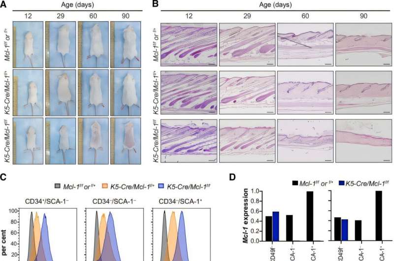 La suppression de MCL-1 élimine les cellules souches du follicule pileux actif et arrête la repousse des cheveux. Crédit: Nature Communications (2025). Doi: 10.1038 / s41467-025-58150-5 Une nouvelle étude révèle des protéines protectrices qui soutiennent la repousse des cheveux chez les adultes