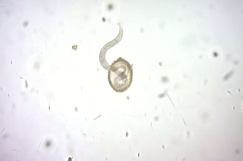 Les entrées de parc peuvent être des points chauds pour les œufs de ver de chiens infectieux