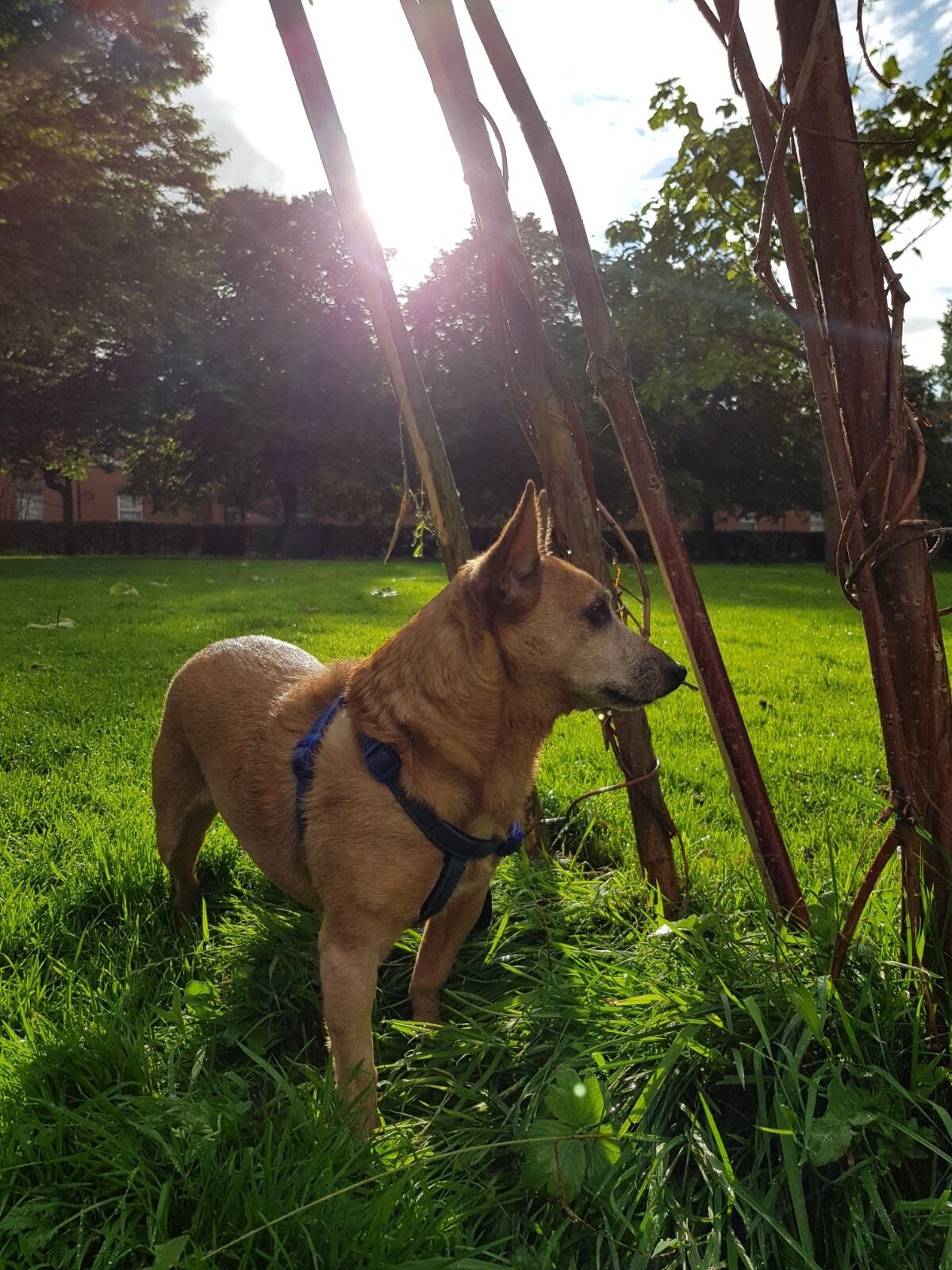 Les entrées de parc peuvent être des points chauds pour les œufs de ver de chiens infectieux