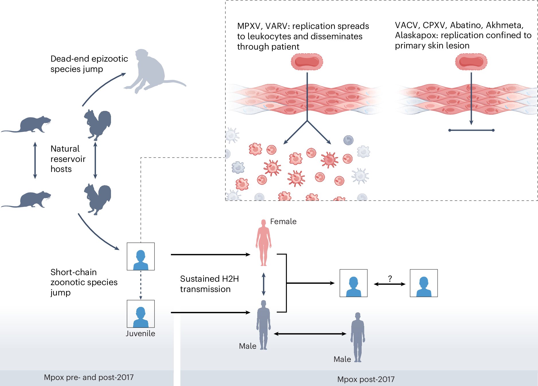 MPOX pourrait devenir une menace mondiale grave, avertissent les scientifiques