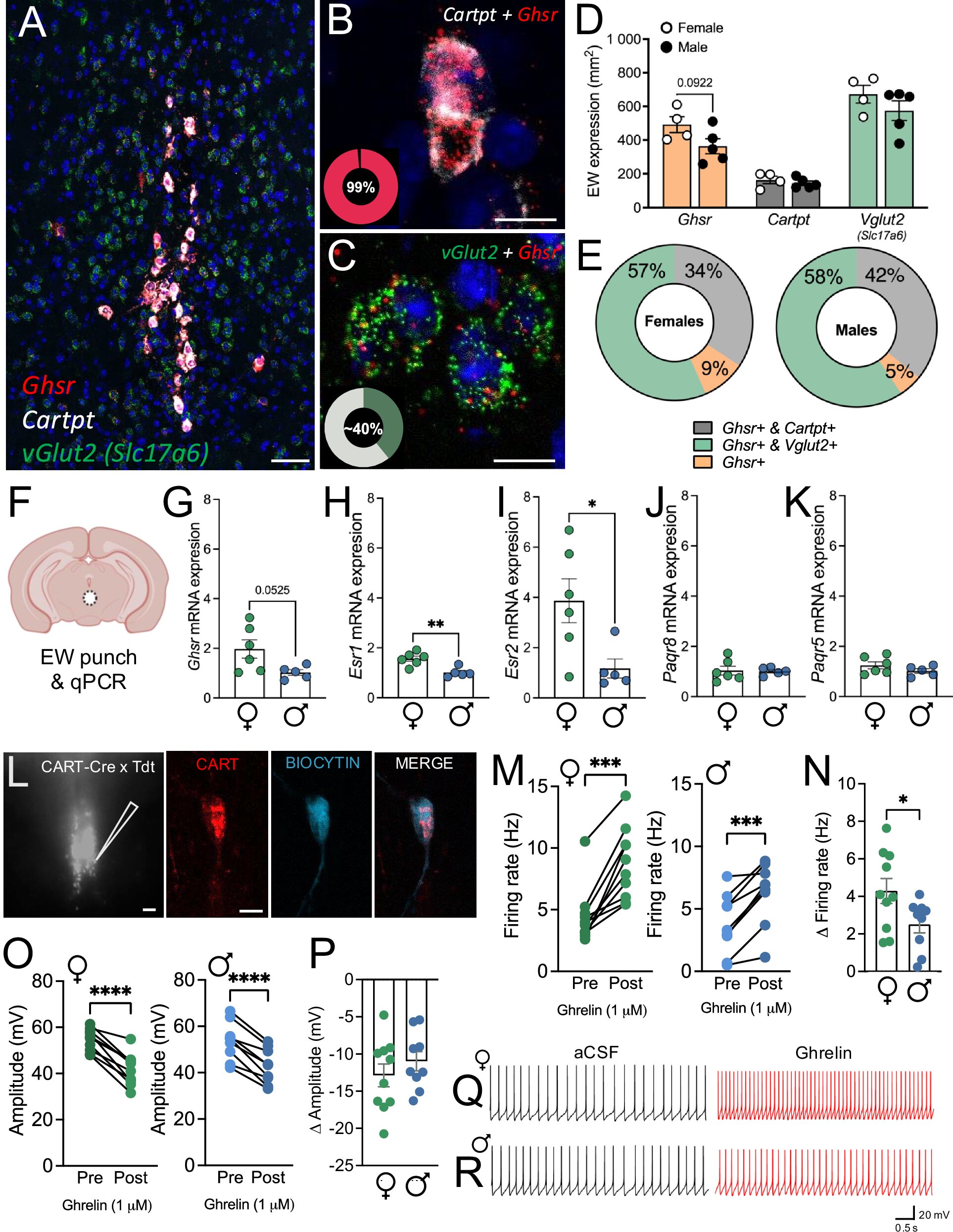 L'hormone de la faim s'est avérée être la clé de la conduite de la consommation excessive féminine