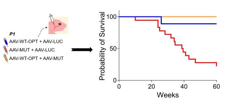 La thérapie génique révolutionnaire offre de l'espoir pour une maladie cardiaque rare et mortelle chez les jeunes hommes