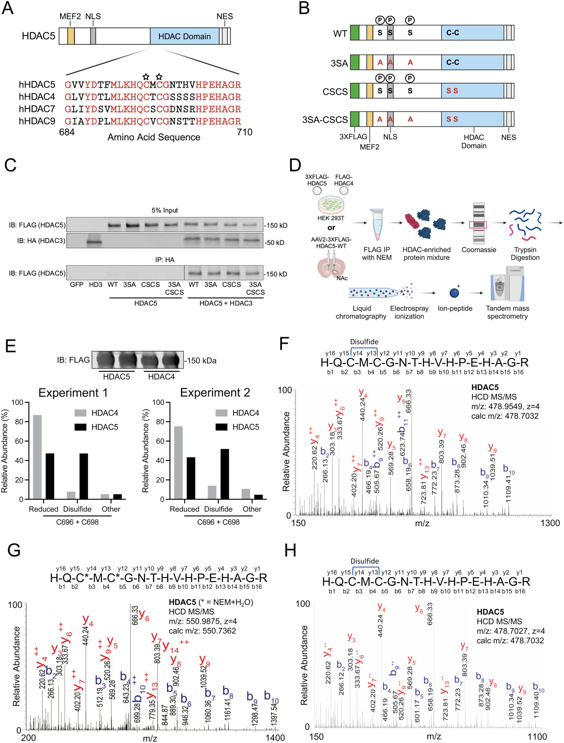 Une nouvelle étude du cerveau augmente la compréhension de ce qui déclenche la rechute de drogue
