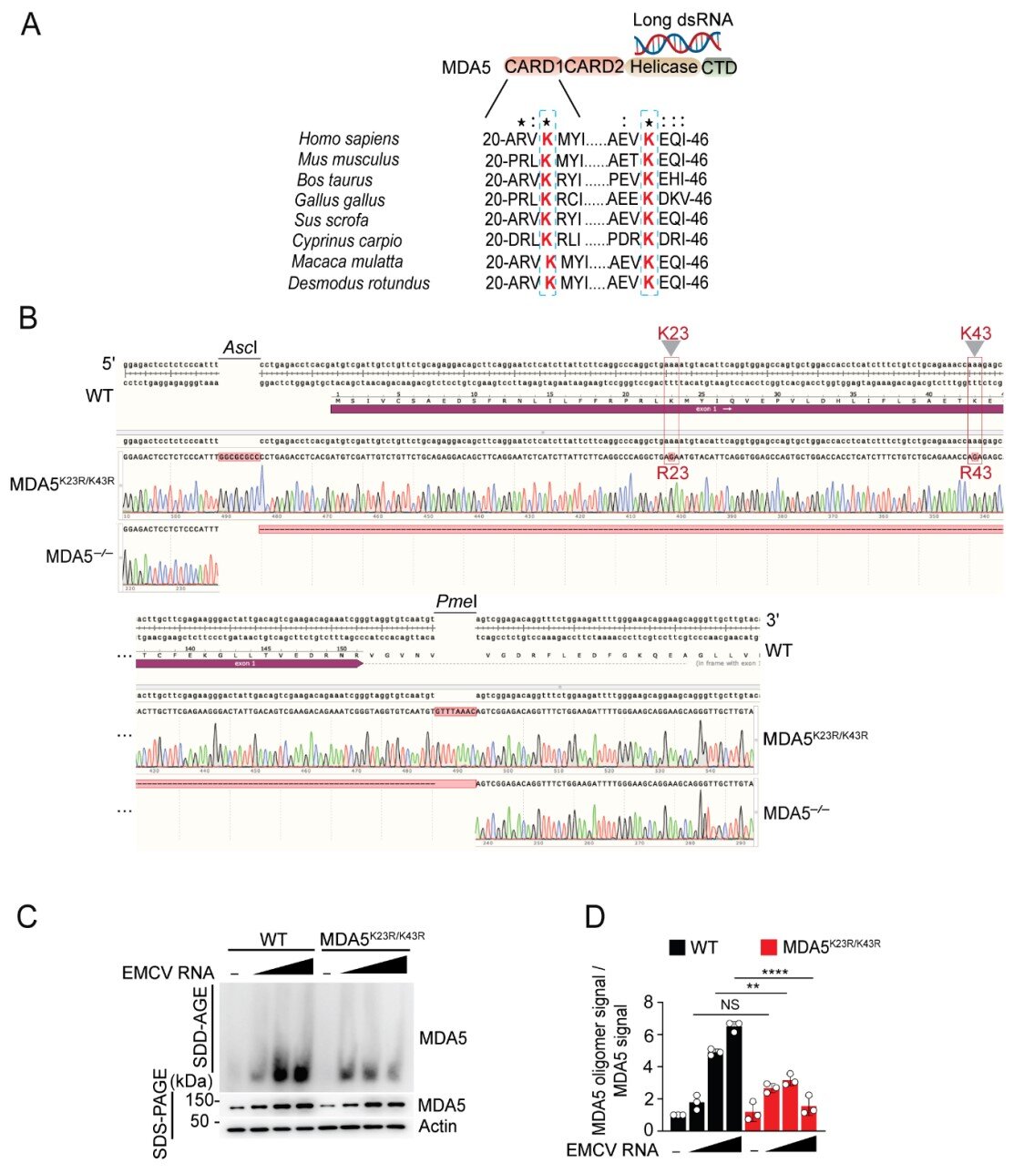 La modification des protéines immunitaires peut limiter la réplication virale et l'inflammation cardiaque