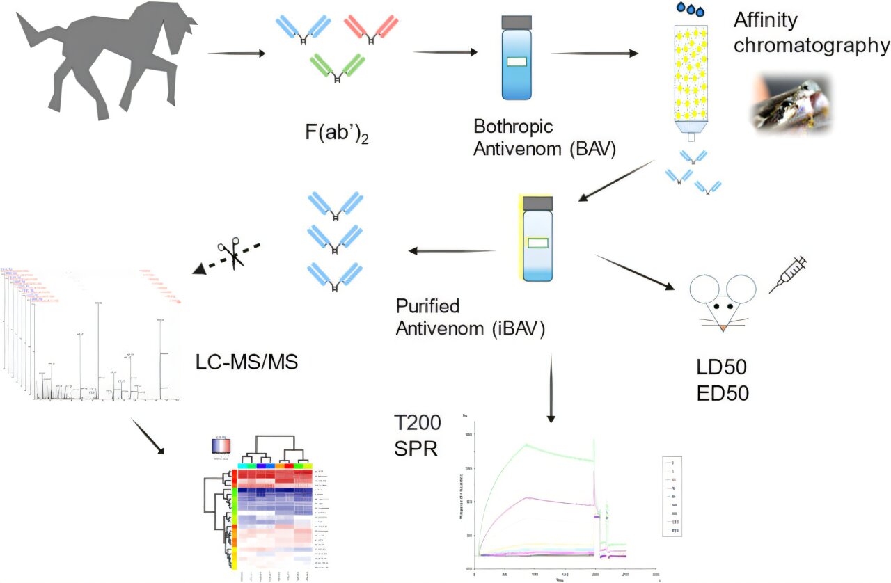 Snake Antivenom Le sérum s'avère trois fois plus efficace que celui standard