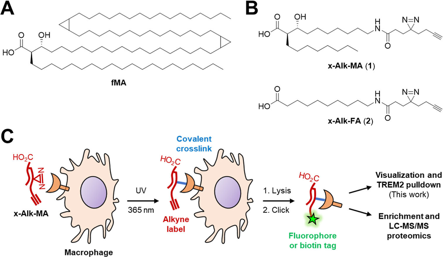 La sonde activée par la lumière révèle comment la tuberculose échappe aux défenses immunitaires