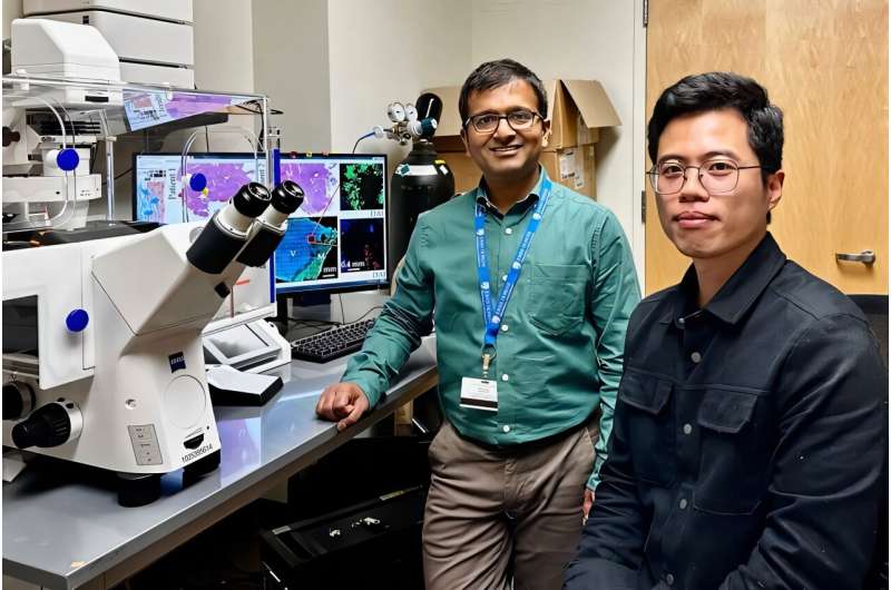 Les processus invasifs du tissu cicatriciel