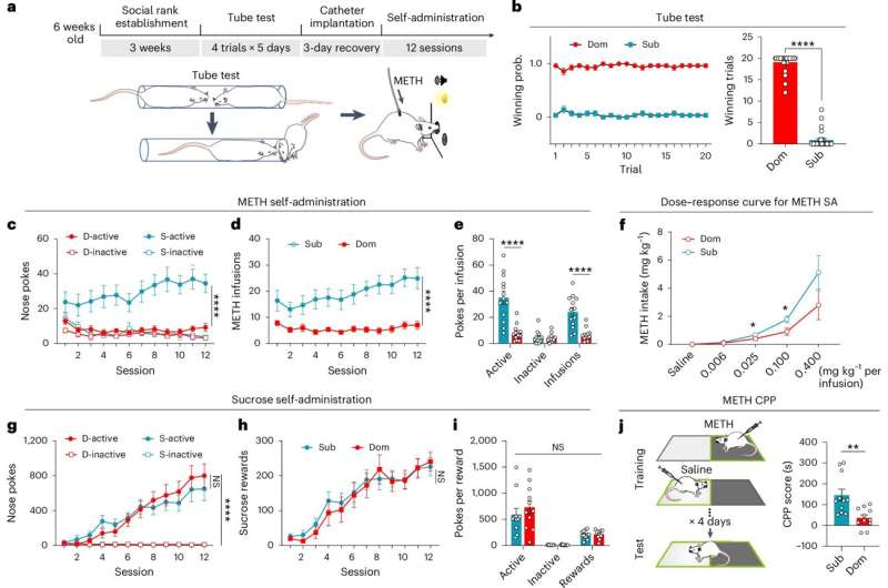 Les mâles dominants dans le test de rang social sont résistants au comportement de recherche de méthamphétamine. Crédit: Nature Neuroscience (2025). Doi: 10.1038 / s41593-025-01951-0 Les expériences gagnantes réduisent le comportement de recherche de médicaments en remodelant le système de dopamine du cerveau