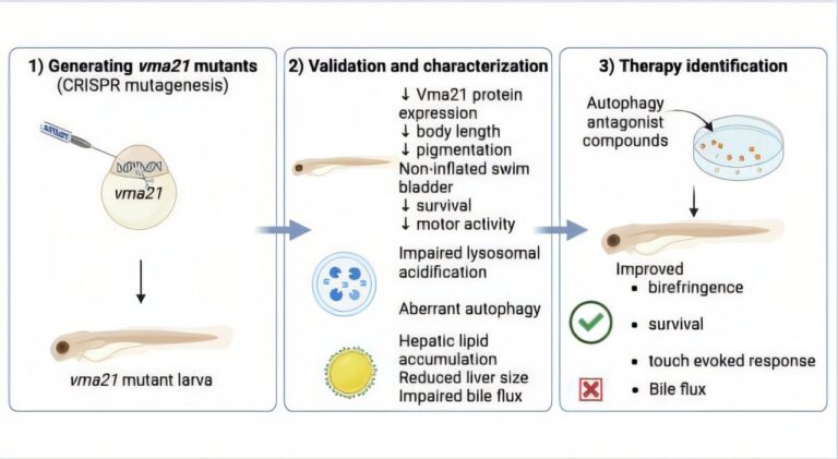 Le modèle de poisson zèbre pour une maladie génétique ultra-rare révèle deux candidats à un médicament prometteur