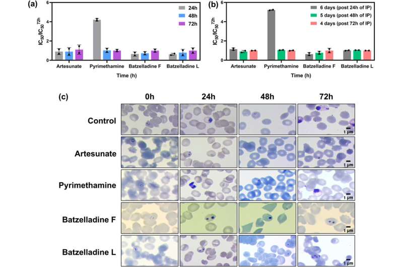Évaluation de la vitesse d'action des Batzelladines F et L. Crédit: maladies infectieuses ACS (2025). Doi: 10.1021 / acsinfecdis.4c00714 Les substances isolées des éponges marines présentent un potentiel de traitement du paludisme