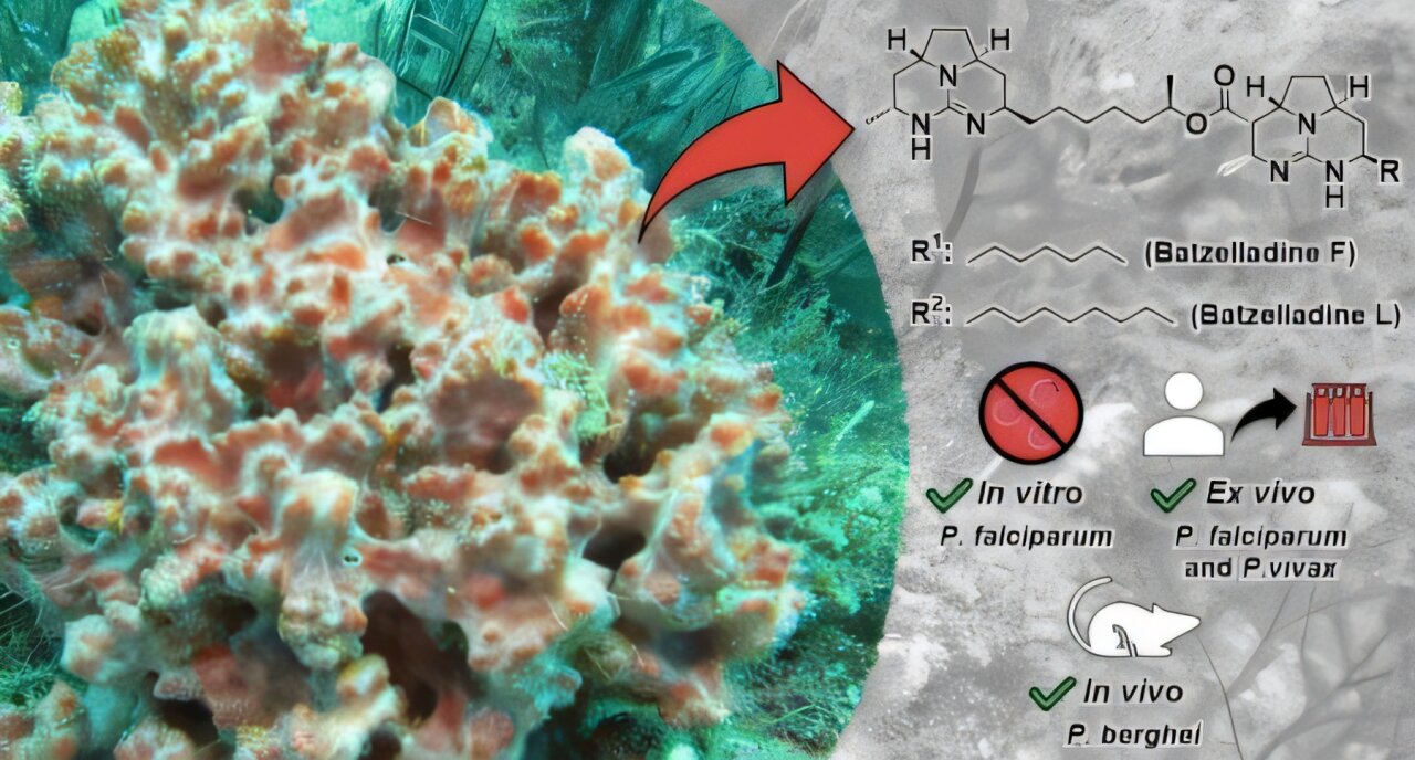 Les substances isolées des éponges marines présentent un potentiel de traitement du paludisme