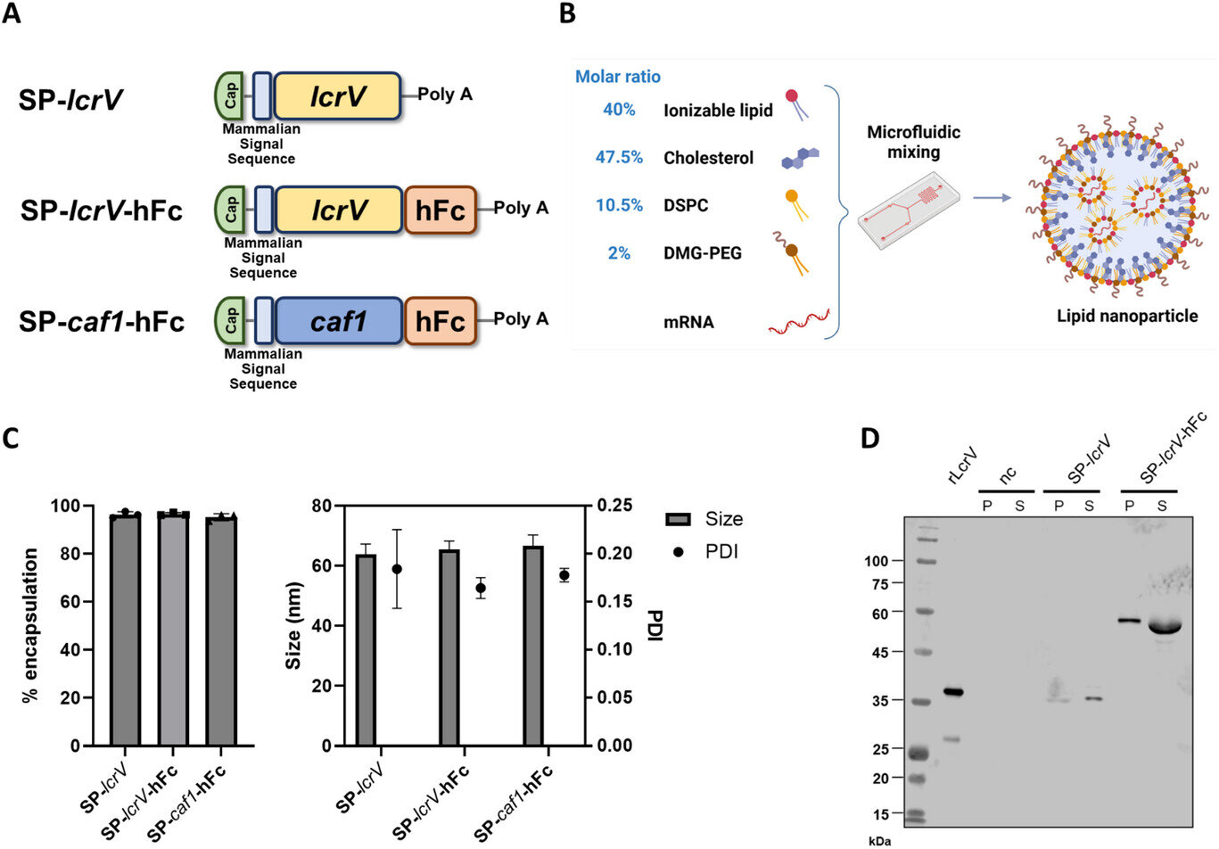 Technologie vaccinale Covid-19 adaptée pour développer la première défense de l'ARNm contre les bactéries résistantes aux antibiotiques