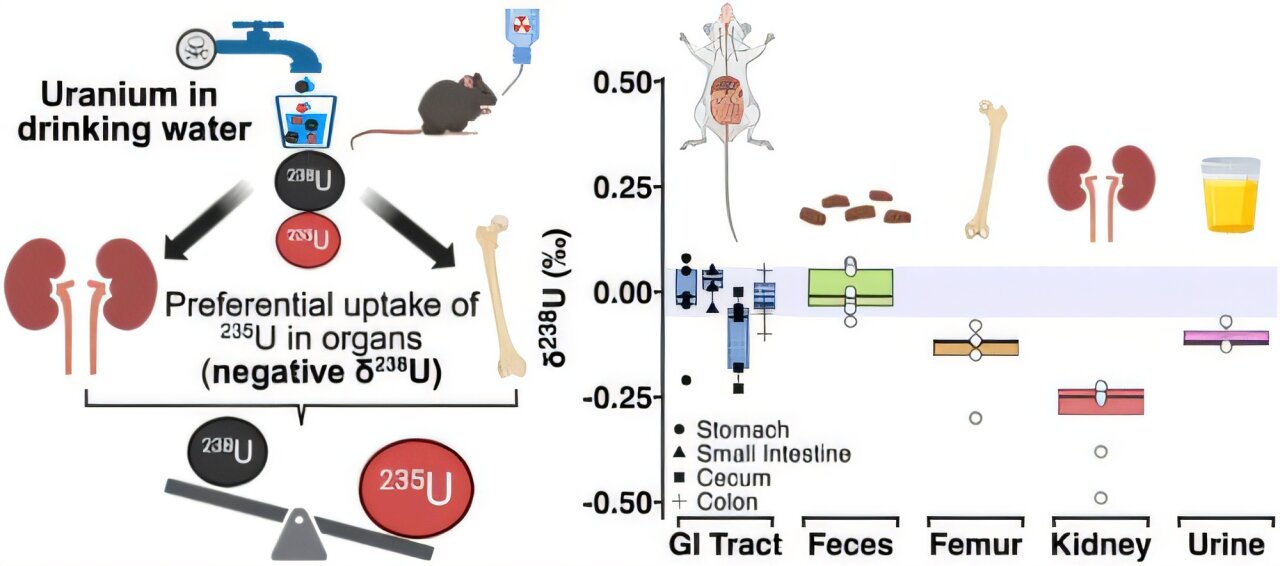 Un nouveau biomarqueur peut signaler que l'uranium dans l'eau potable s'accumule et endommage les reins