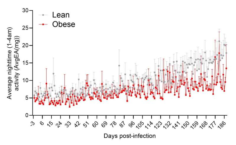 L'obésité façonne les dégâts à long terme de Covid-19