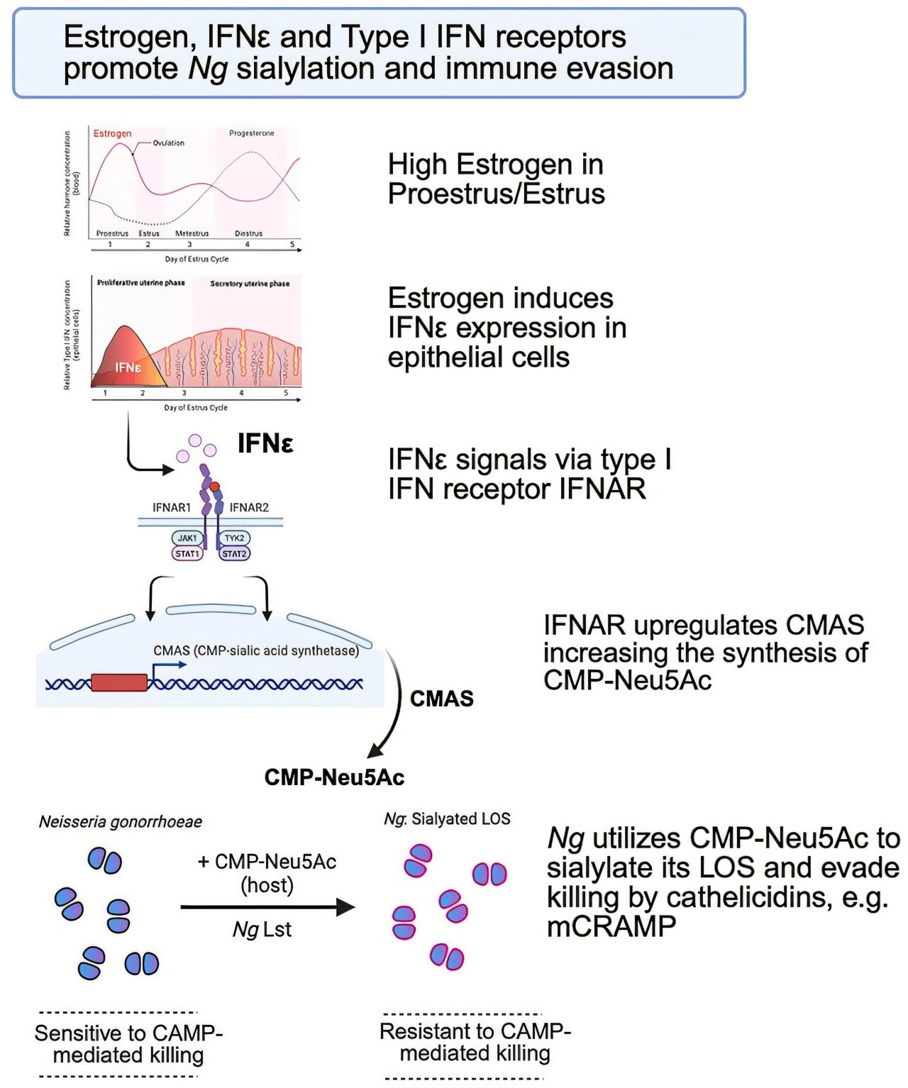 Les chercheurs déterminent que le suppresseur de tumeur régulé par les hormones joue un rôle dans l'infection à la gonorrhée