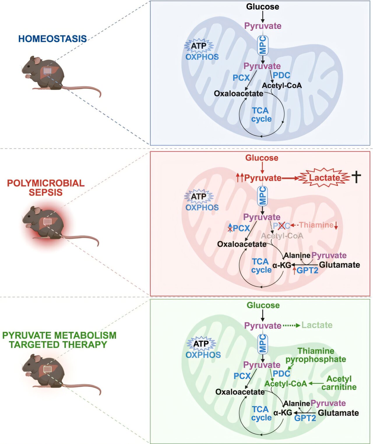 La vitamine B1 arrête la production mortelle de lactate et ouvre la porte à un nouveau traitement de septicémie