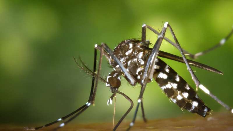 Les cas de chikungunya surgeaient six fois dans le sud de la ville de Chine dans une semaine