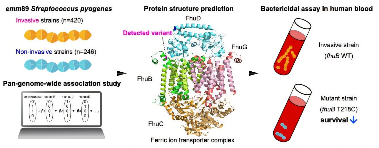 Pourquoi certaines infections streptocomiques deviennent mortelles: un indice génétique