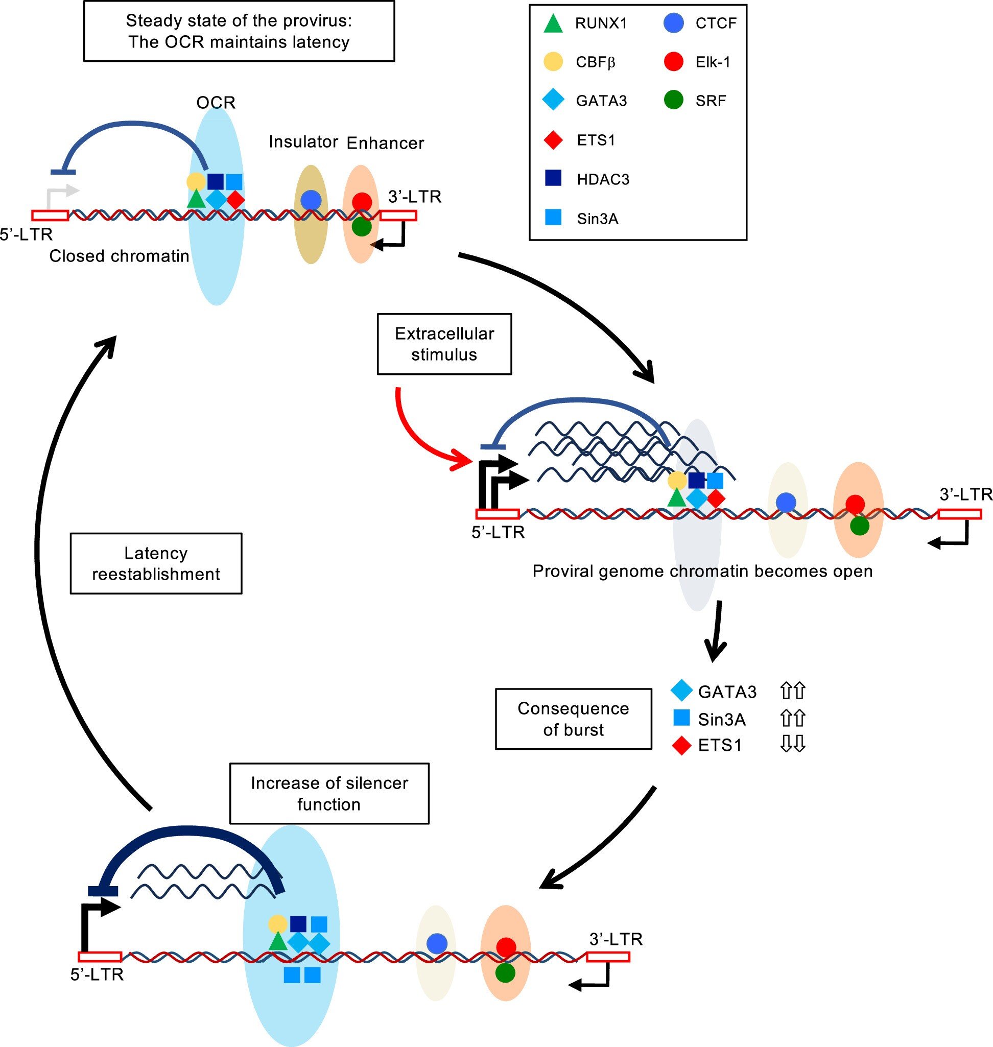Comment le virus de la leucémie reste caché dans le corps - et une clé des traitements futurs