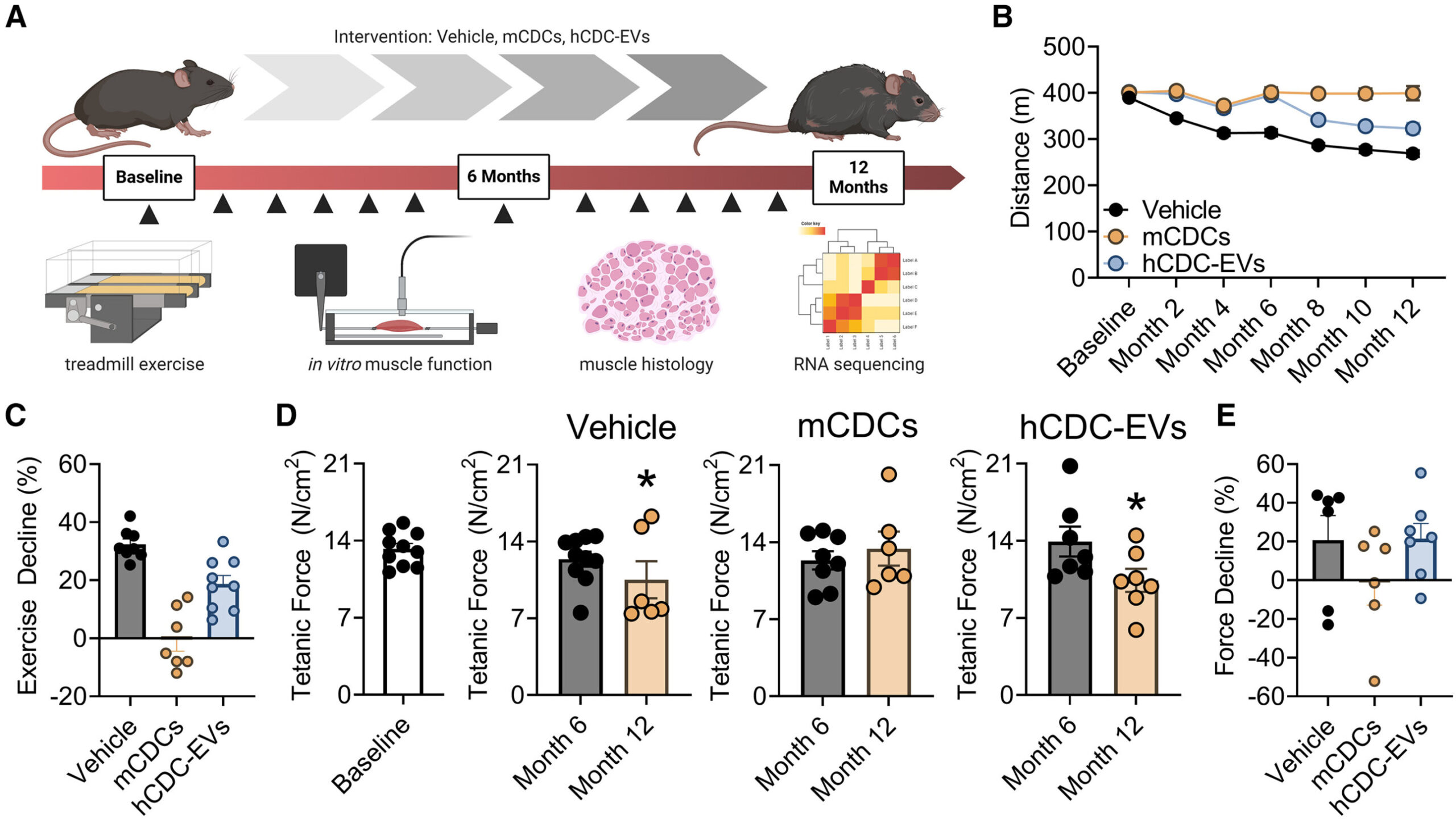La thérapie cellulaire empêche les dommages de la dystrophie musculaire de Duchenne dans le modèle de souris