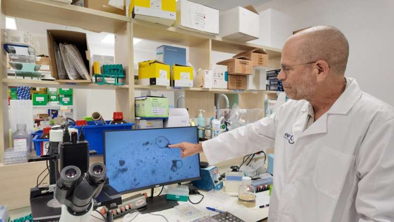 Les chercheurs ont cultivé des organoïdes rénaux humains des cellules souches tissulaires, reflétant le développement des reins fœtaux en laboratoire au fil des mois