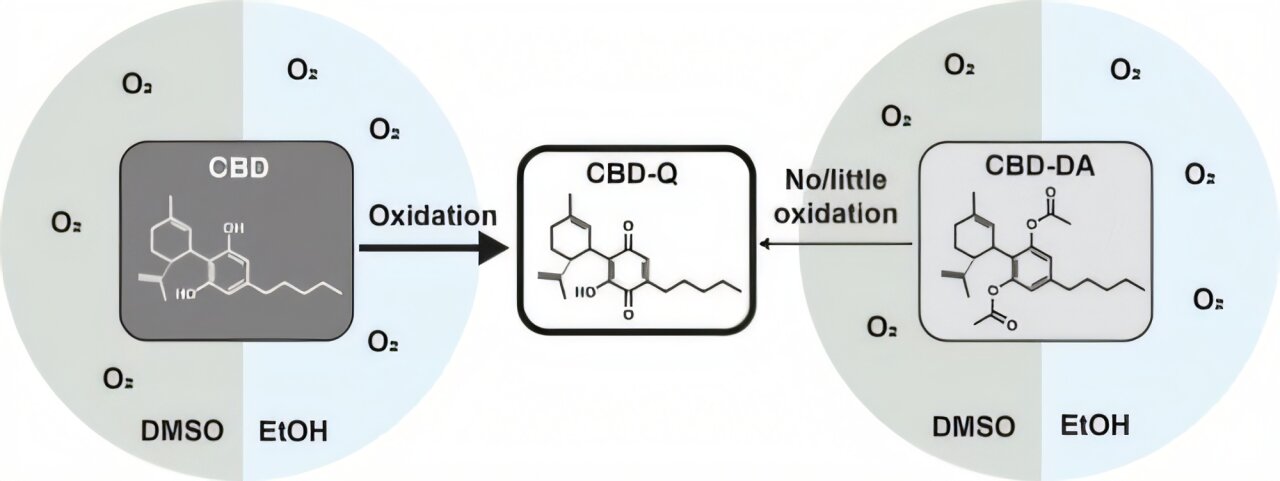 Les mélanges de cannabinoïdes de vapotage produisent un produit chimique qui détruit les tissus humains, révèle la recherche