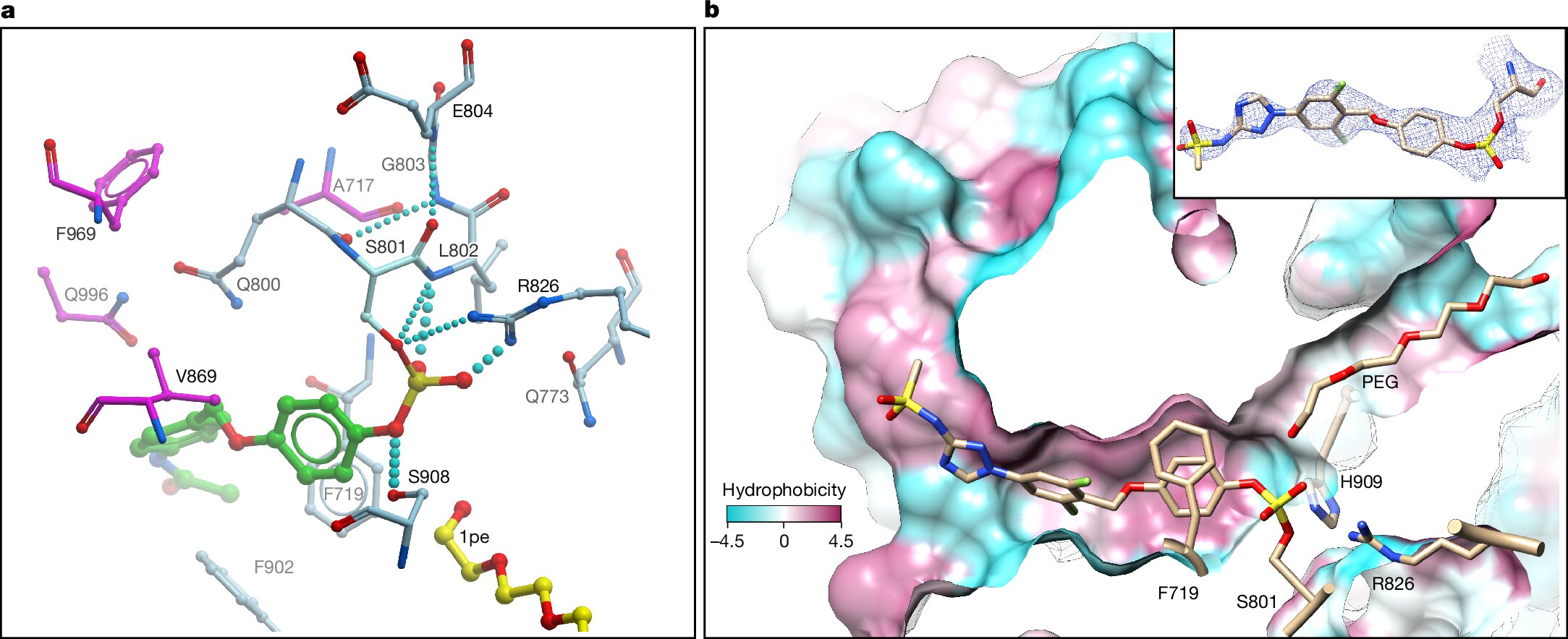 Le composé CMX410 bloque l'enzyme clé en tuberculose, offrant de l'espoir pour les infections résistantes aux médicaments