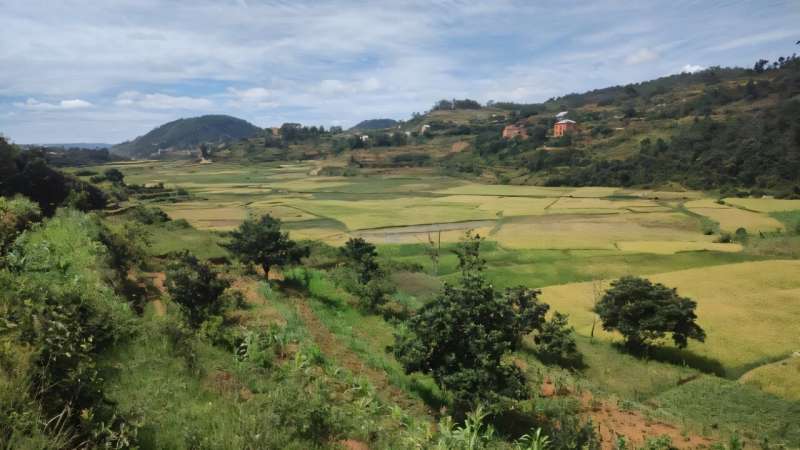 Les Highlands à Madagascar, où se produit principalement de la peste. Crédit: Professeur Piero Ollilaro Traitement de la peste bubonique s'est avéré très efficace et sûr dans le monde