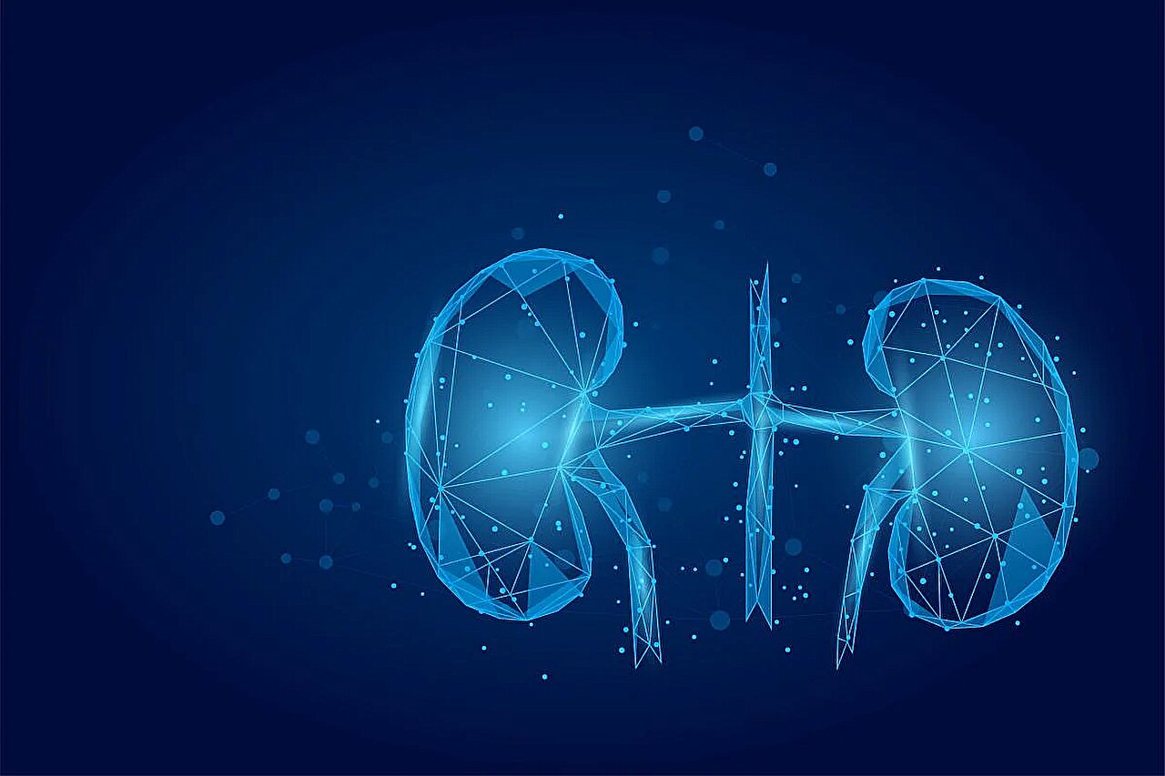 L'âge et la durée de la maladie sont des prédicteurs d'une maladie rénale chronique après une transplantation de cellules souches