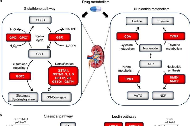 Les outils et ensembles de données d'IA aident à adapter les traitements pour les patients rénaux