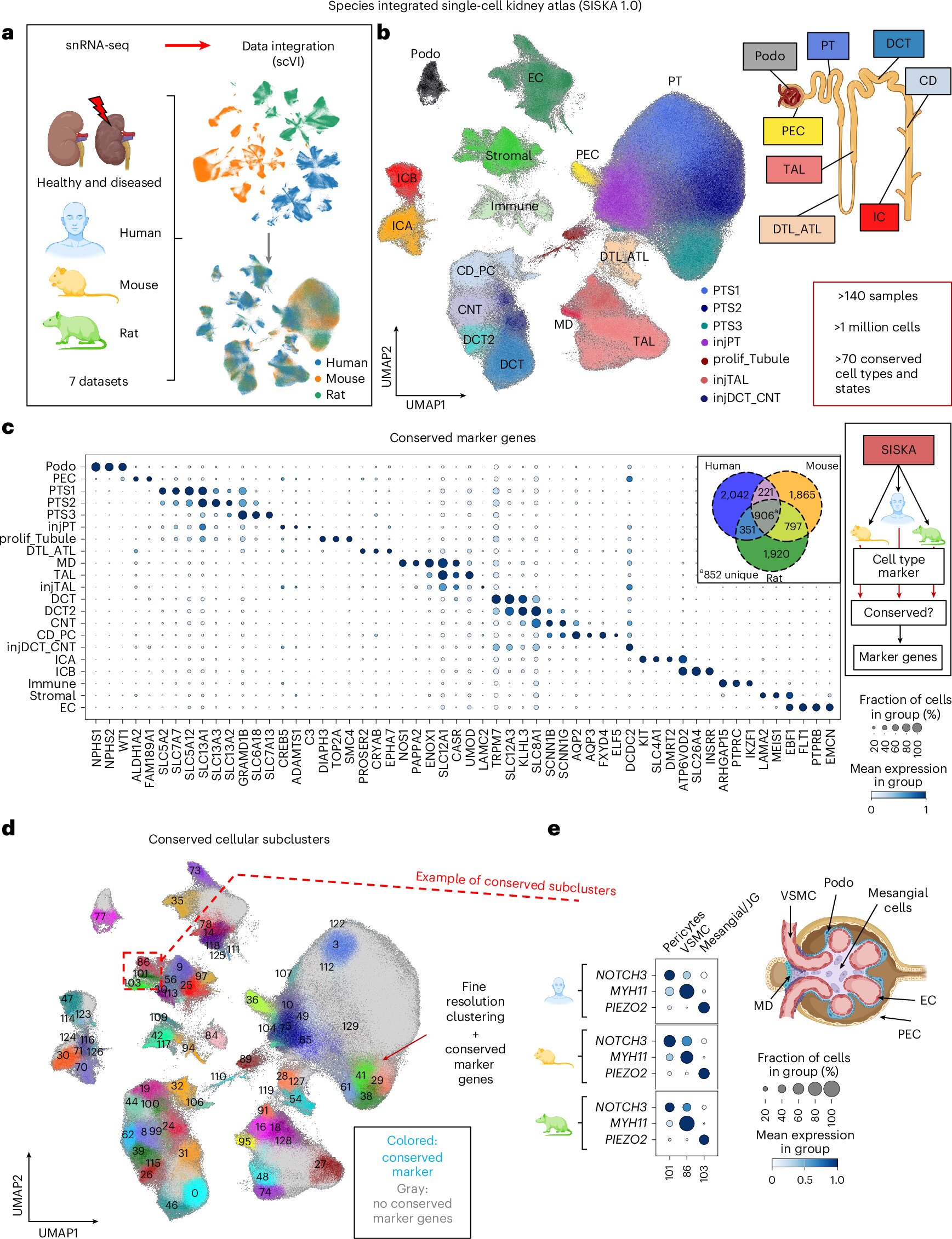 Les outils et les ensembles de données sur l'IA indiquent des traitements sur mesure pour les patients atteints d'une maladie rénale