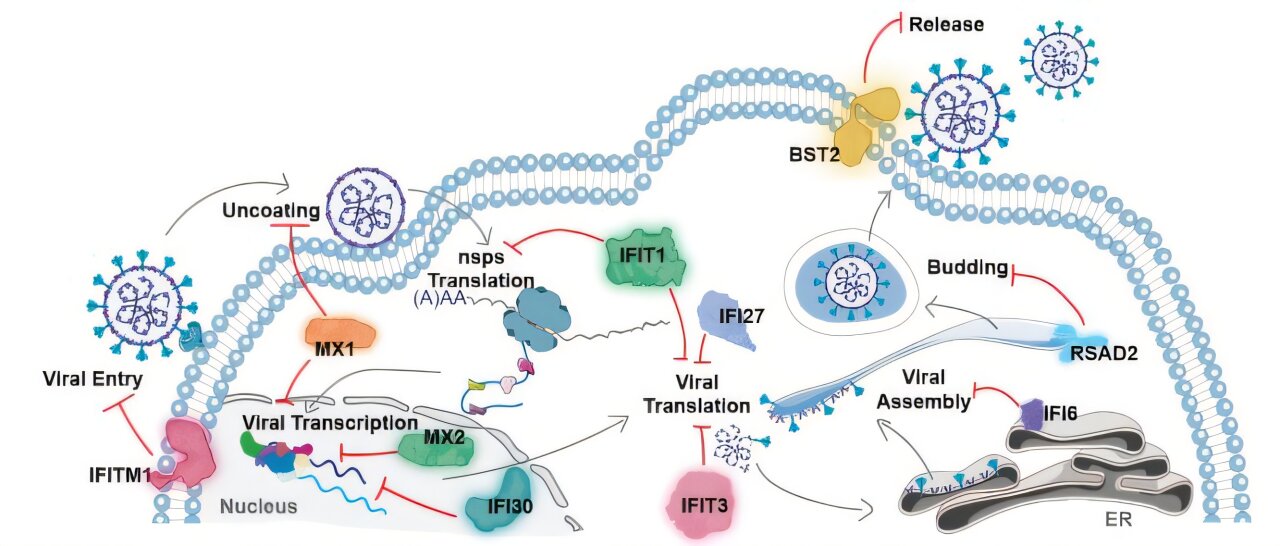 Une thérapie expérimentale pourrait conduire à un antiviral universel pour les gouverner tous