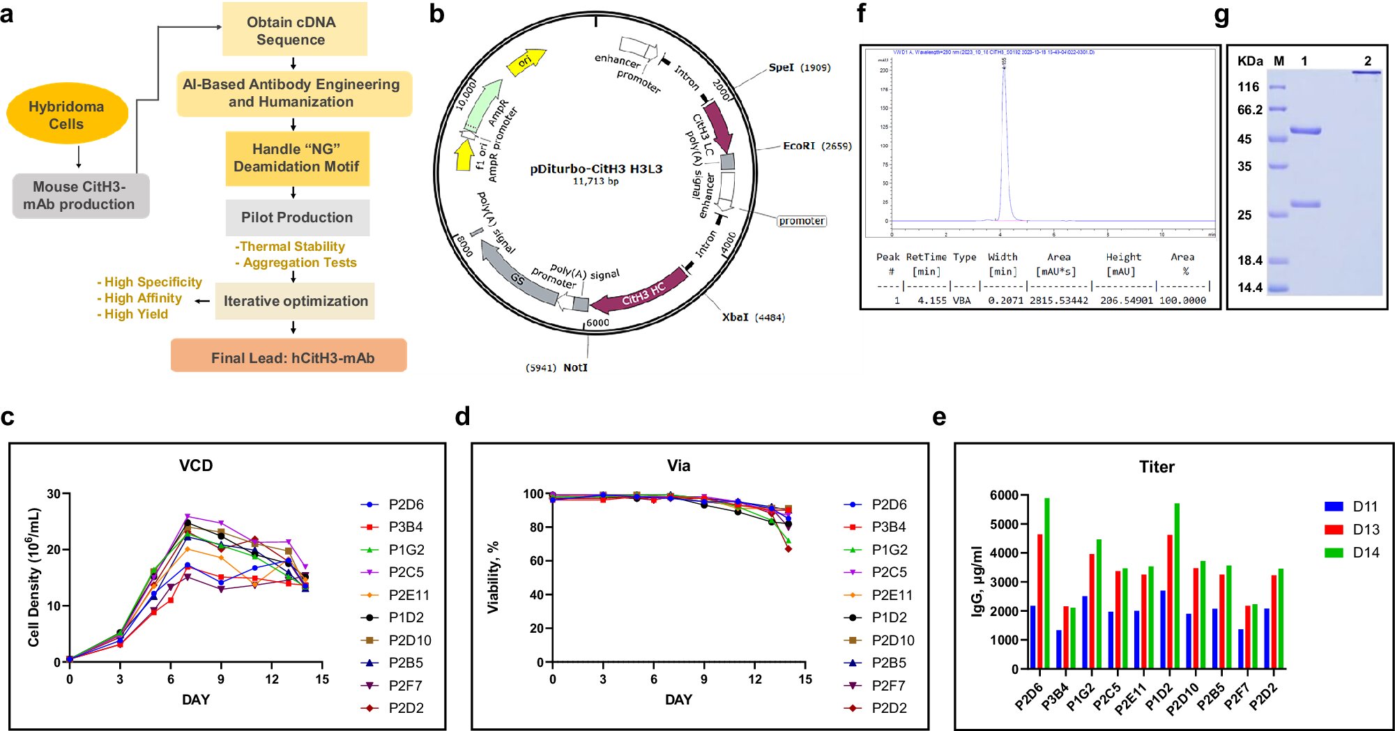 Un nouvel anticorps monoclonal cible une septicémie mortelle en empêchant les «tempêtes de cytokines»