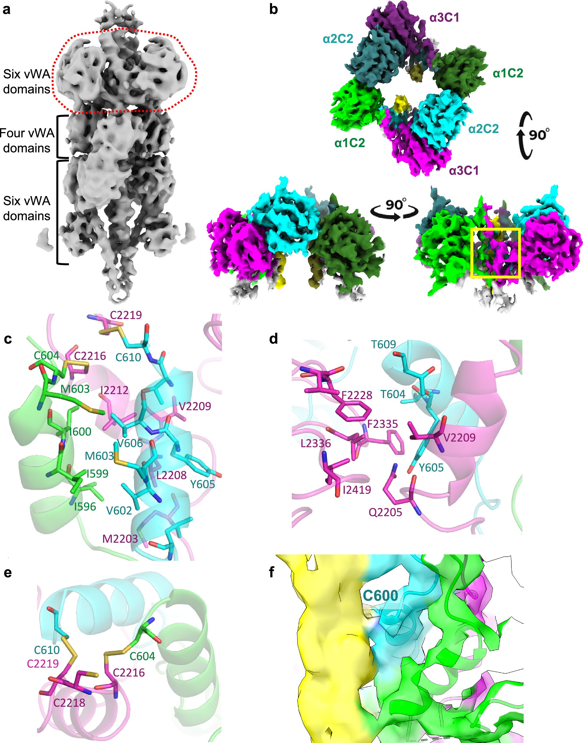 Les scientifiques font la lumière sur la cause profonde du sous-type de dystrophie musculaire