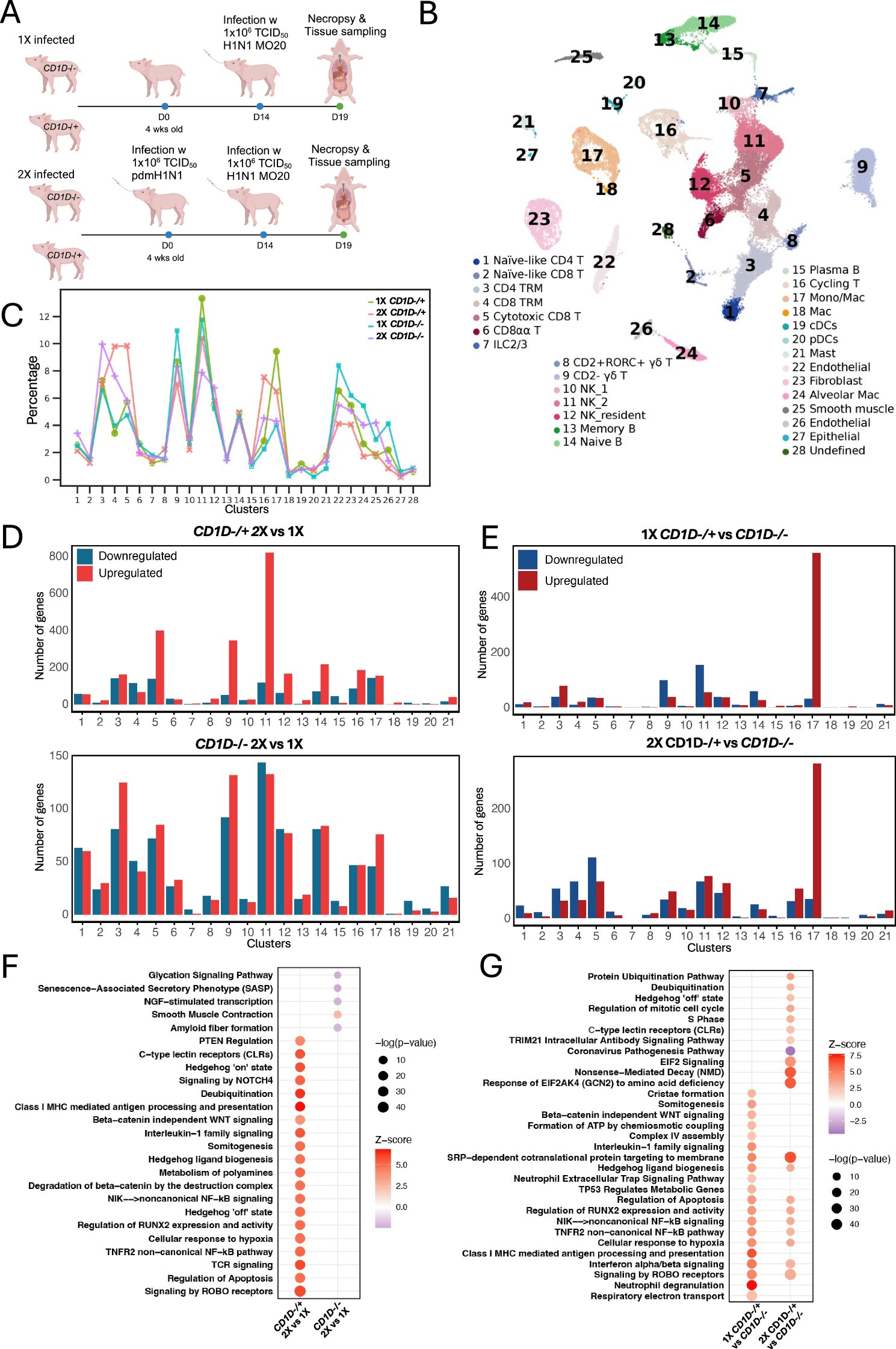 Les chercheurs se tournent de plus près sur la réponse immunitaire à la grippe