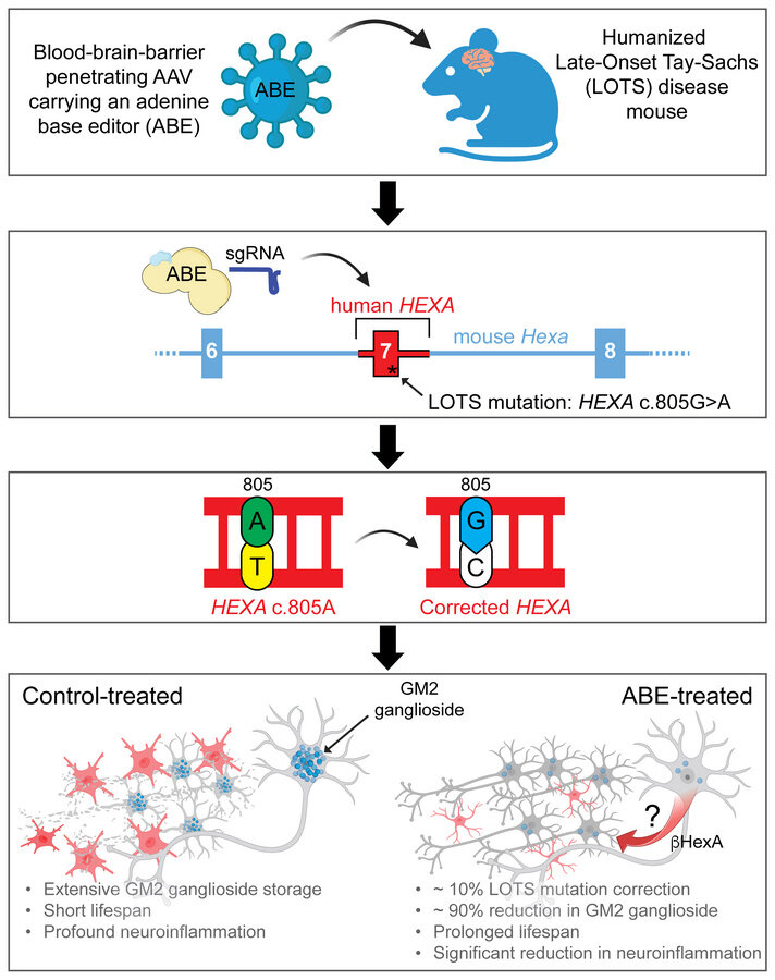 Les scientifiques jettent un fondement pour une thérapie d'édition des gènes potentielle pour la maladie de Tay-Sachs à début tardif