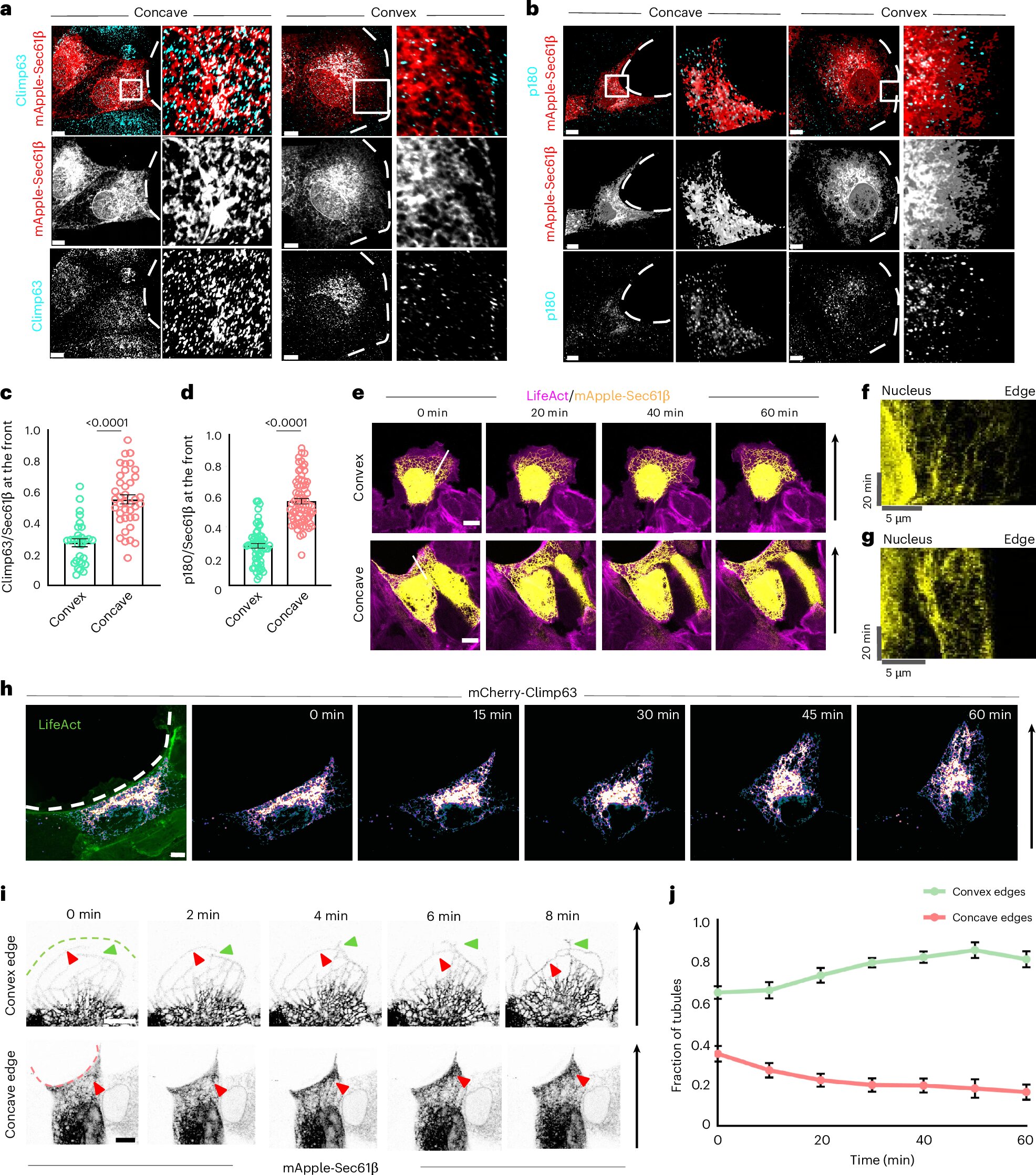 Comment les cellules du corps changent de forme pour faire face aux blessures