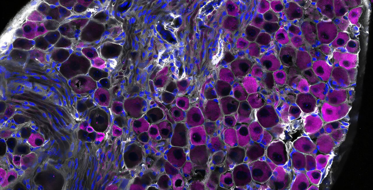 Les cellules nerveuses vagues émergent comme des défenseurs contre les dommages causés par la grippe