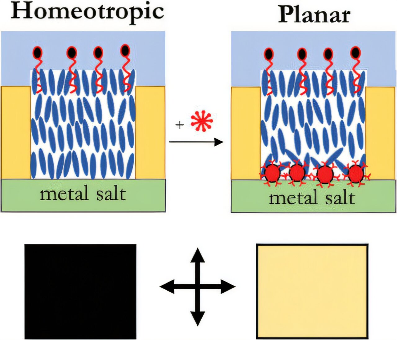 Le test de Covid-19 à cristal liquide pourrait permettre une détection rapide et précise à domicile