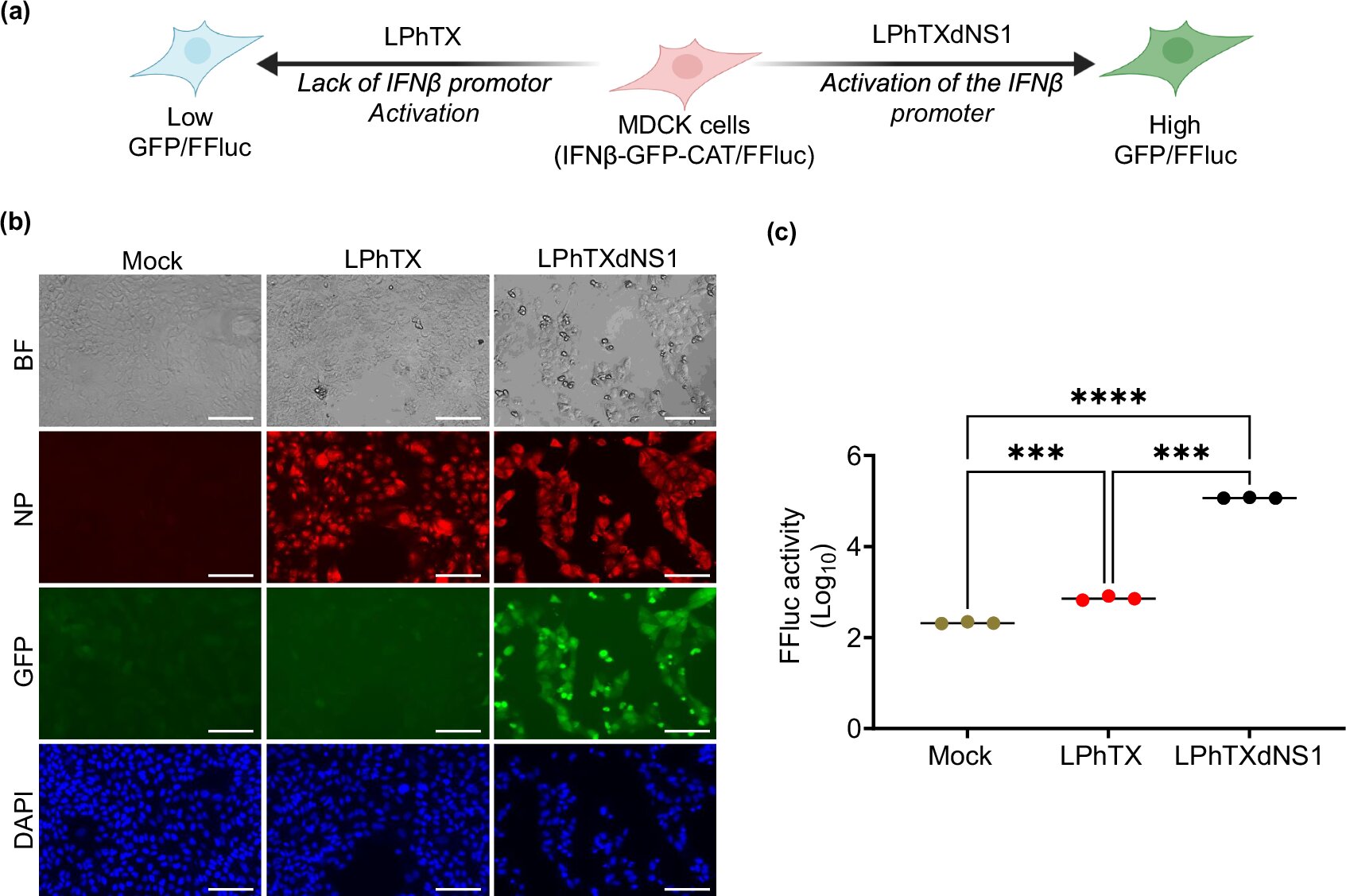 Les avancées prometteuses de la grippe des oiseaux avancent à mesure que les organoïdes révèlent comment les cicatrices de H5N1