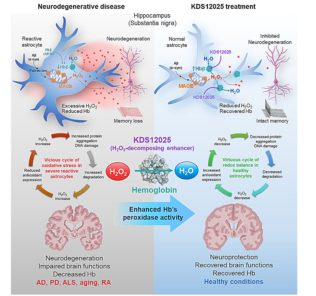 Le rôle antioxydant de l'hémoglobine dans les cellules cérébrales pointe vers une nouvelle avenue thérapeutique