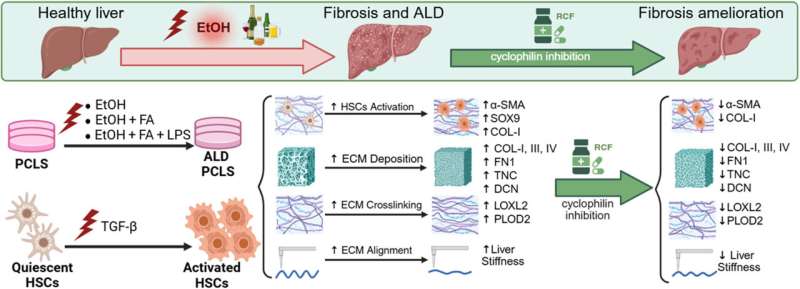 Crédit abstrait graphique: British Journal of Pharmacology (2025). Doi: 10.1111 / bph.70139 La drogue remodèle l'architecture tissulaire pour réduire les dommages aux maladies hépatiques liées à l'alcool