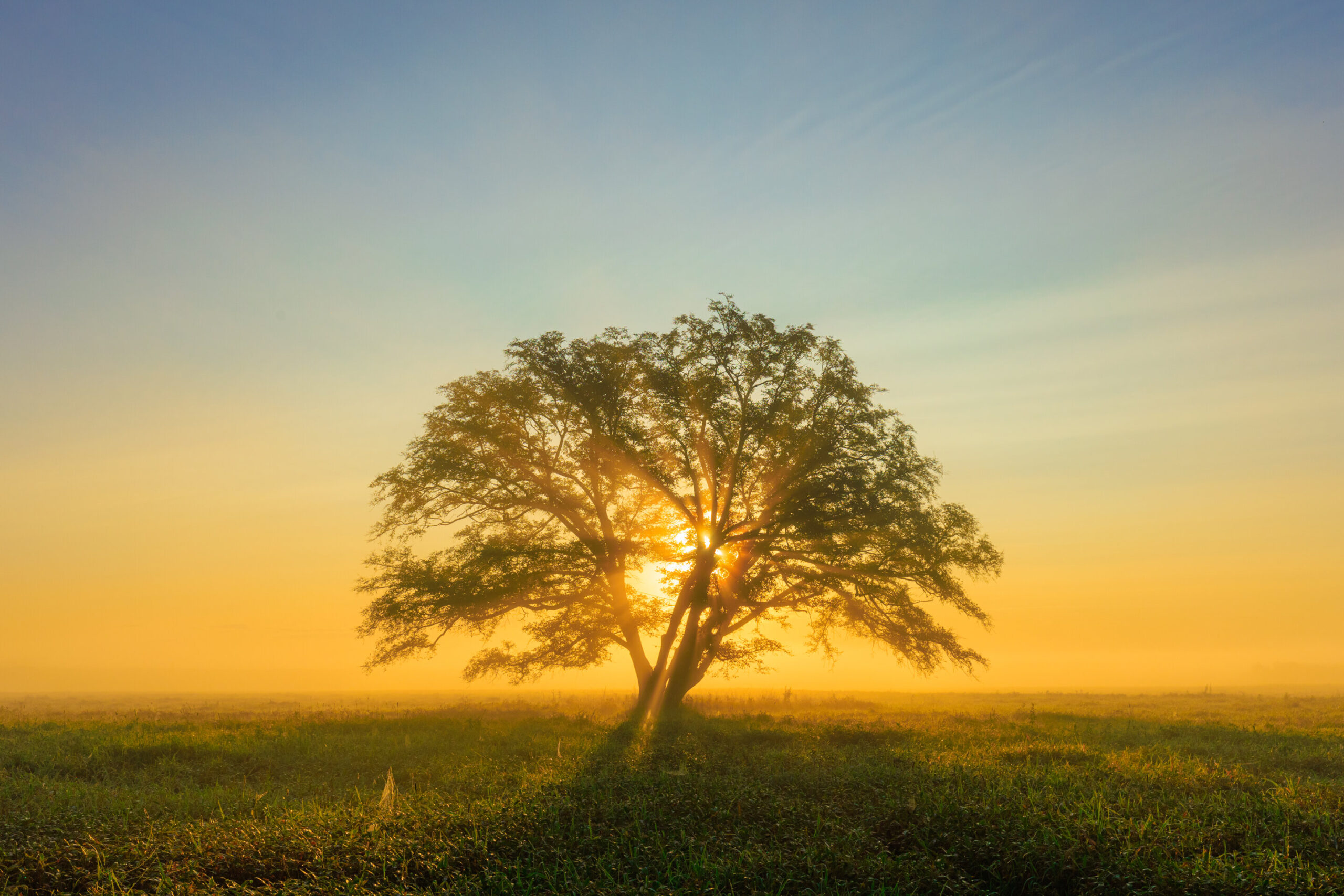 La restauration de la confiance au gouvernement et aux institutions peut influencer la prise de décision pandémique