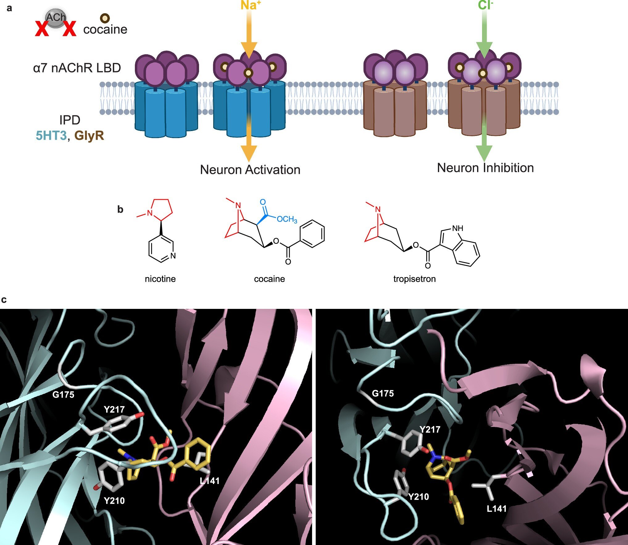 Un nouveau traitement avec des protéines de concepteur pourrait perturber le cycle de la dépendance sans étouffer le plaisir naturel