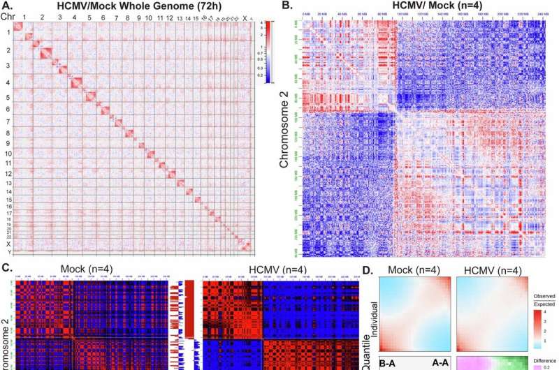 Le HCMV rénove les contacts et l'organisation de compartiments de chromatine hôte. Crédit: Nature Communications (2025). Doi: 10.1038 / s41467-025-62921-5 Comprendre comment un virus commun manipule l'ADN de l'hôte