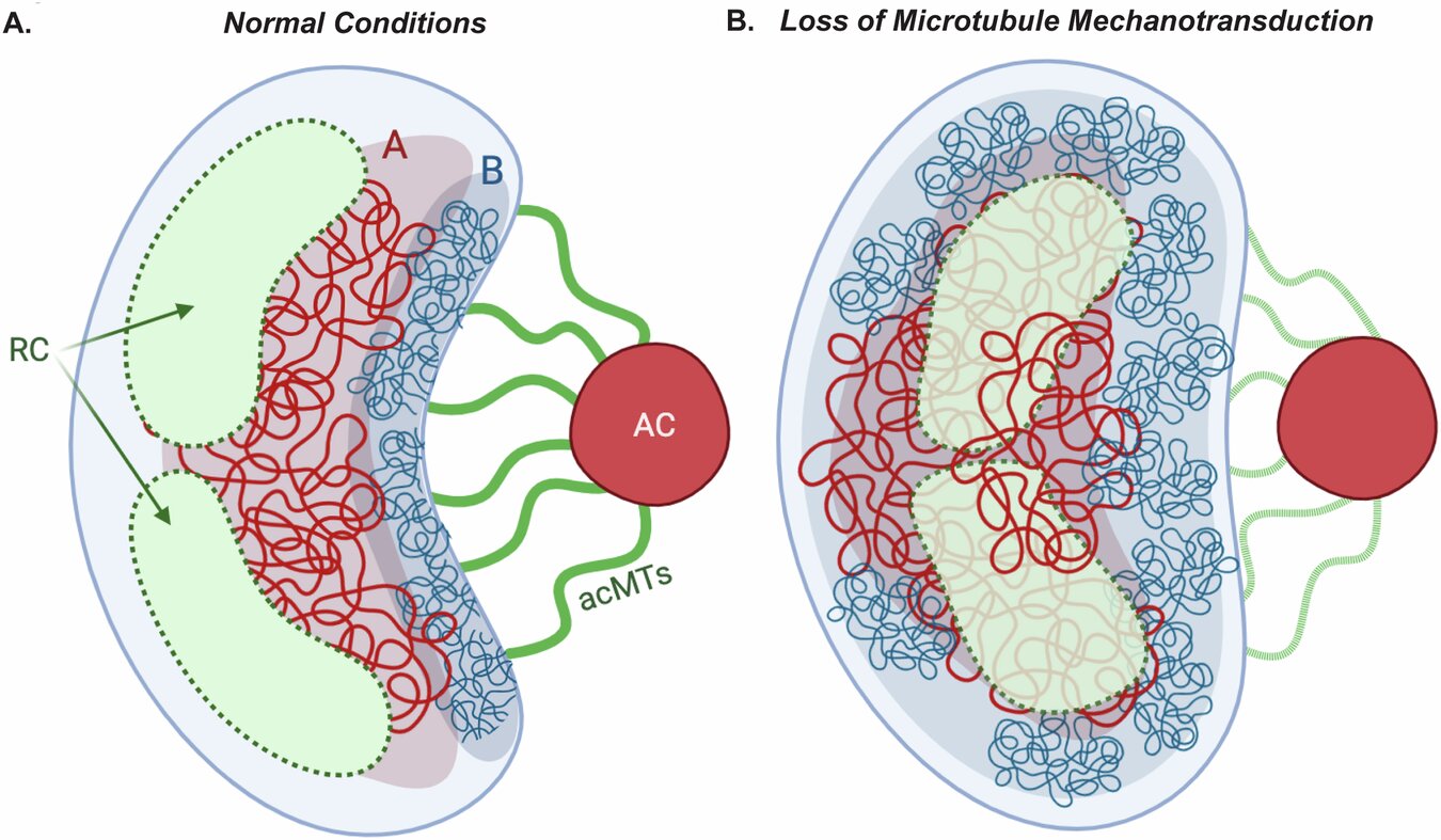 Comprendre comment le cytomégalovirus humain manipule notre ADN